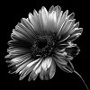 Gerbera