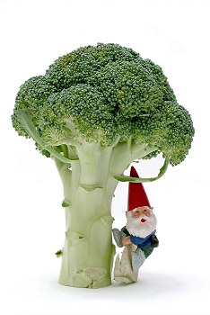 L'albero dei broccoli